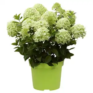 GARDENLINE Hortensie Weiß Grün