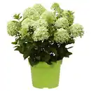 Bild 1 von GARDENLINE Hortensie Weiß Grün