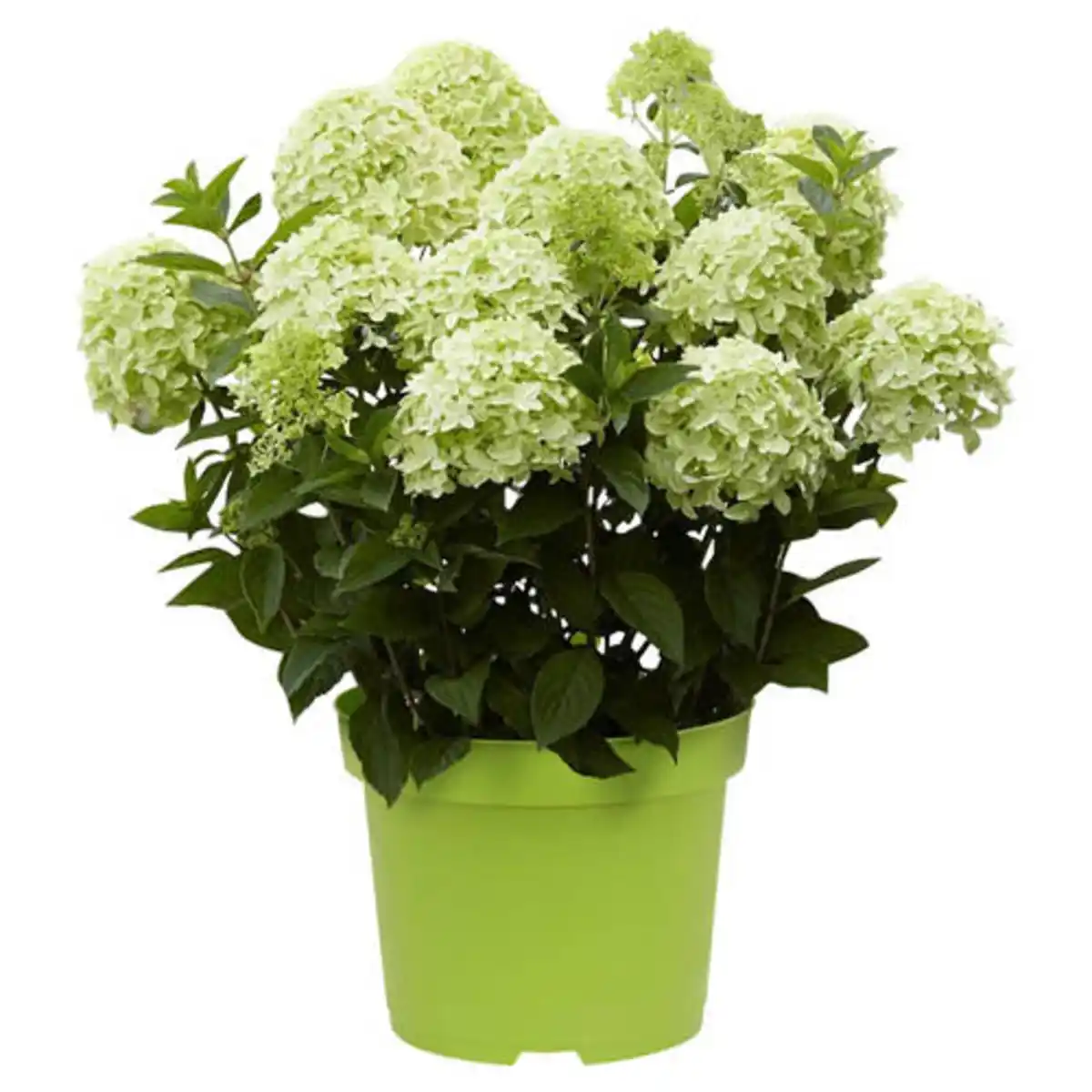 Bild 1 von GARDENLINE Hortensie Weiß Grün