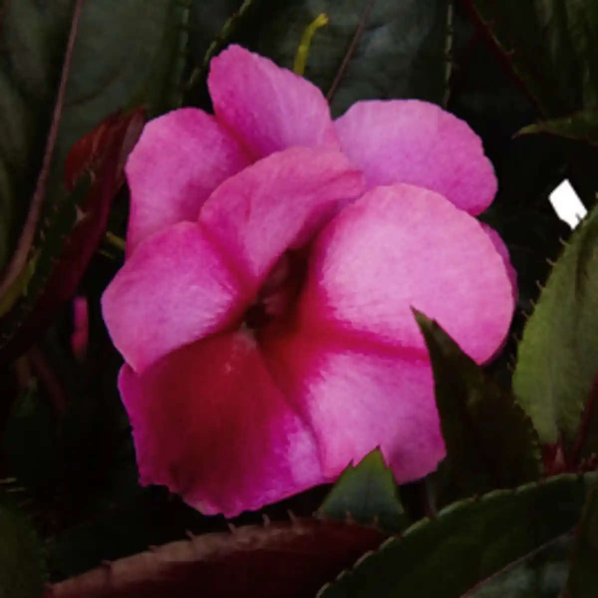 Bild 4 von Edellieschen, Impatiens Neu Guinea, Blüte: mehrfarbig