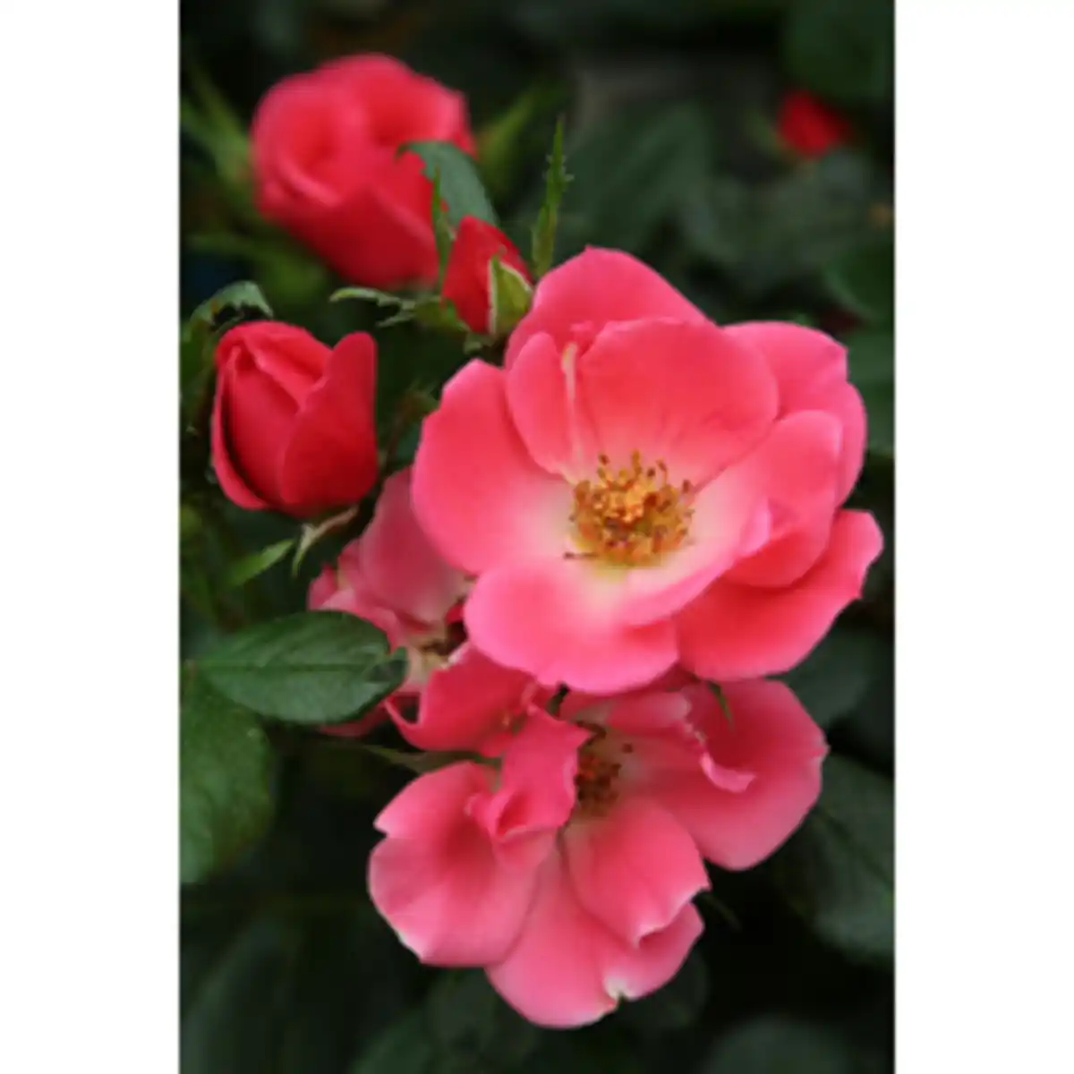 Bild 2 von Gartenkrone Pflanze »Zepeti«, Rose, rosa