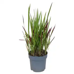 GARDENLINE Imperata Red Baron