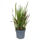 Bild 1 von GARDENLINE Imperata Red Baron