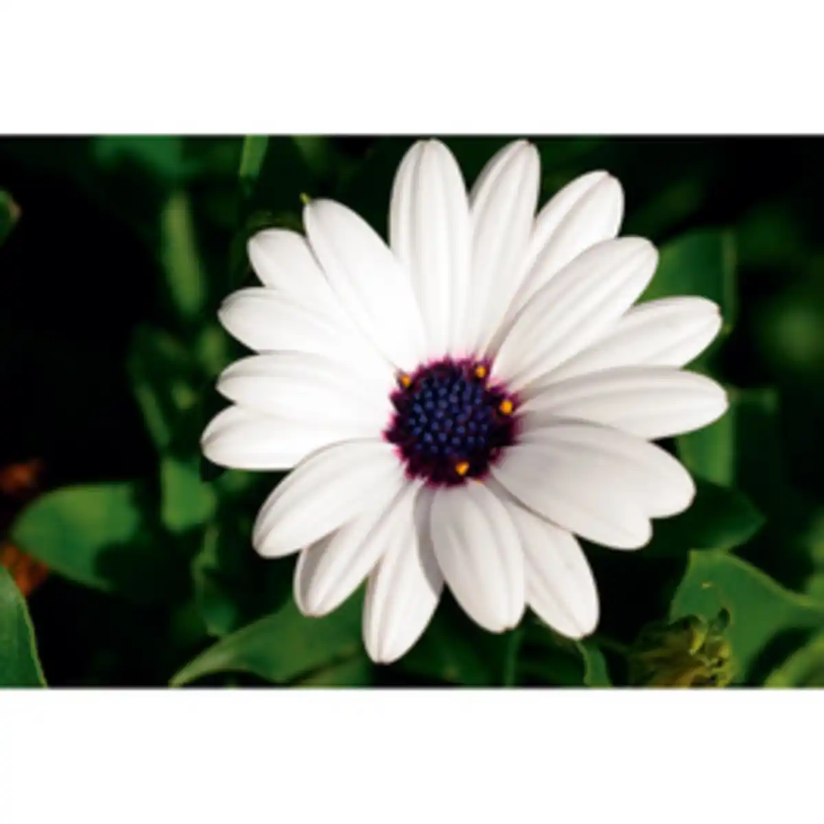 Bild 4 von Kapkörbchen, Osteospermum hybrid, Blüte: mehrfarbig