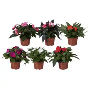 Edellieschen, Impatiens Neu Guinea, Blüte: mehrfarbig