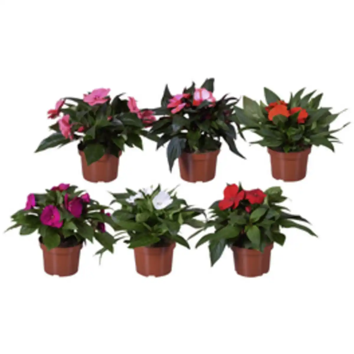 Bild 1 von Edellieschen, Impatiens Neu Guinea, Blüte: mehrfarbig