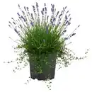 Bild 1 von GARDENLINE Lavendel