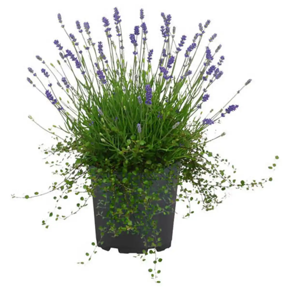 Bild 1 von GARDENLINE Lavendel