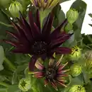Bild 3 von Kapkörbchen, Osteospermum hybrid, Blüte: mehrfarbig