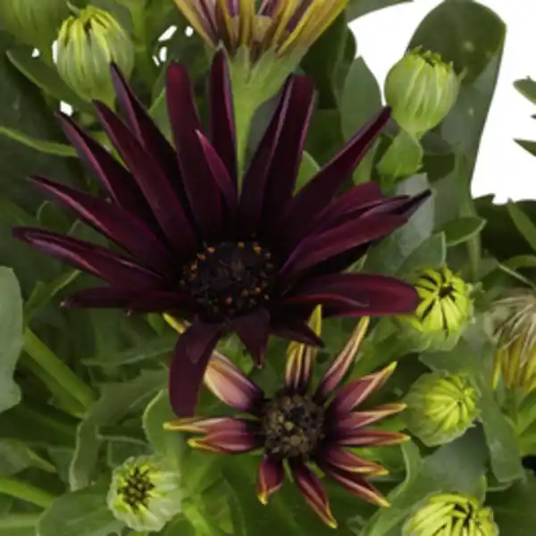 Bild 3 von Kapkörbchen, Osteospermum hybrid, Blüte: mehrfarbig