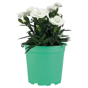 GARDENLINE Dianthus Oscar, Weiß