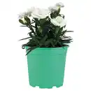 Bild 1 von GARDENLINE Dianthus Oscar, Weiß