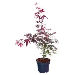GARDENLINE Ahorn, Altropurpureum