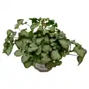 Bild 1 von Gartenkrone Silber-Taubnessel »Lamium«, weiß, winterhart