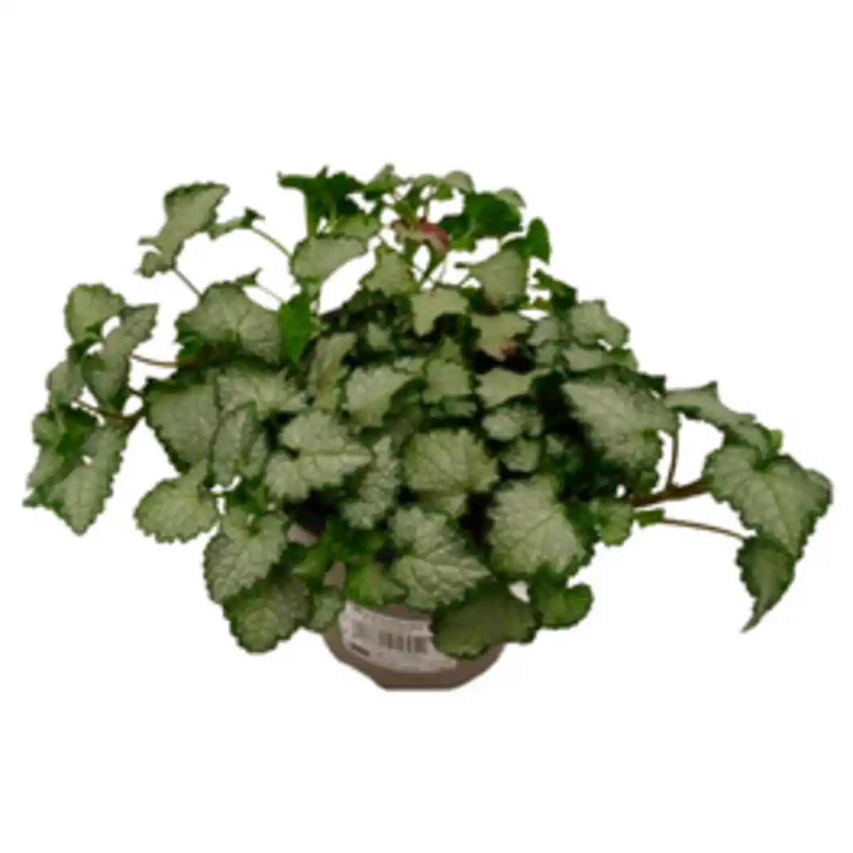 Bild 1 von Gartenkrone Silber-Taubnessel »Lamium«, weiß, winterhart