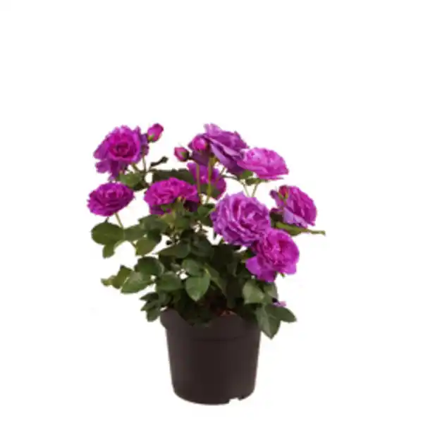 Bild 2 von Rose Rosa »Minerva«