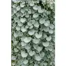 Bild 2 von Dichondra, Dichondra argentea »Silverfalls«