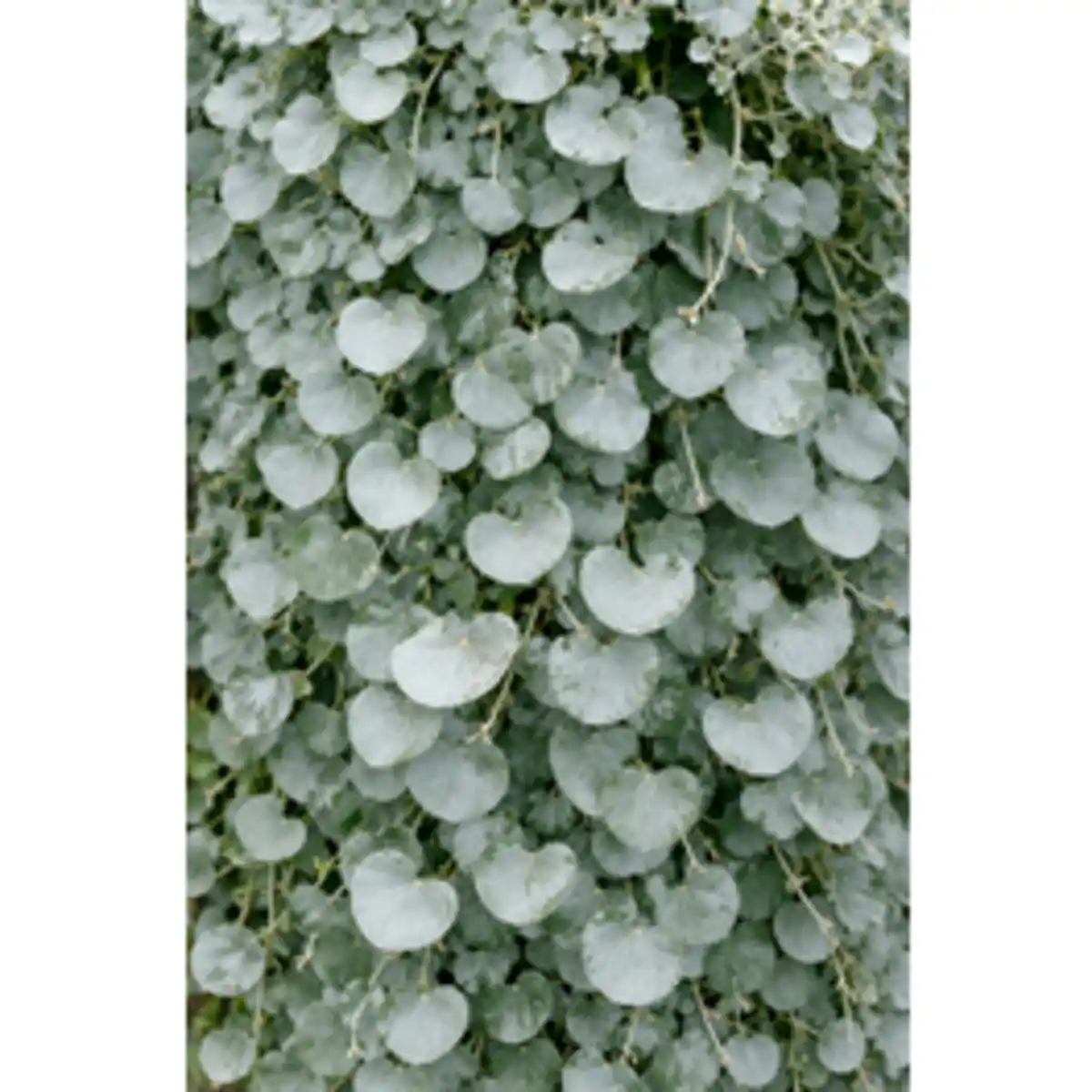 Bild 2 von Dichondra, Dichondra argentea »Silverfalls«