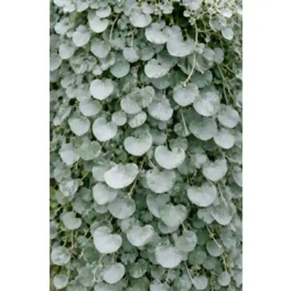 Bild 2 von Dichondra, Dichondra argentea »Silverfalls«