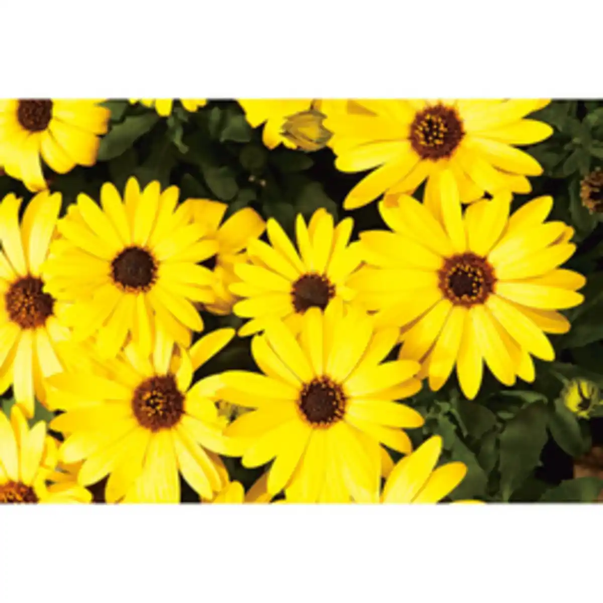 Bild 2 von Kapkörbchen, Osteospermum hybrid, Blüte: mehrfarbig