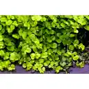 Bild 1 von Gartenkrone Pfennigkraut »Lysimachia nummularia«, gelb, winterhart