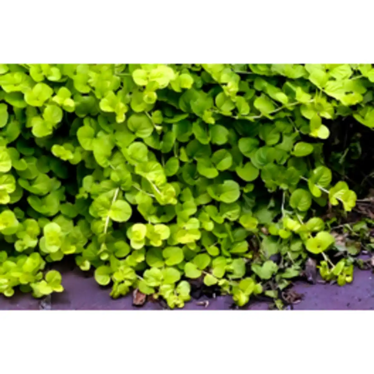 Bild 1 von Gartenkrone Pfennigkraut »Lysimachia nummularia«, gelb, winterhart