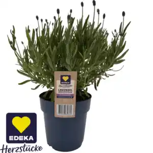 Lavendel