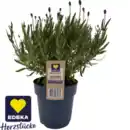 Bild 1 von Lavendel