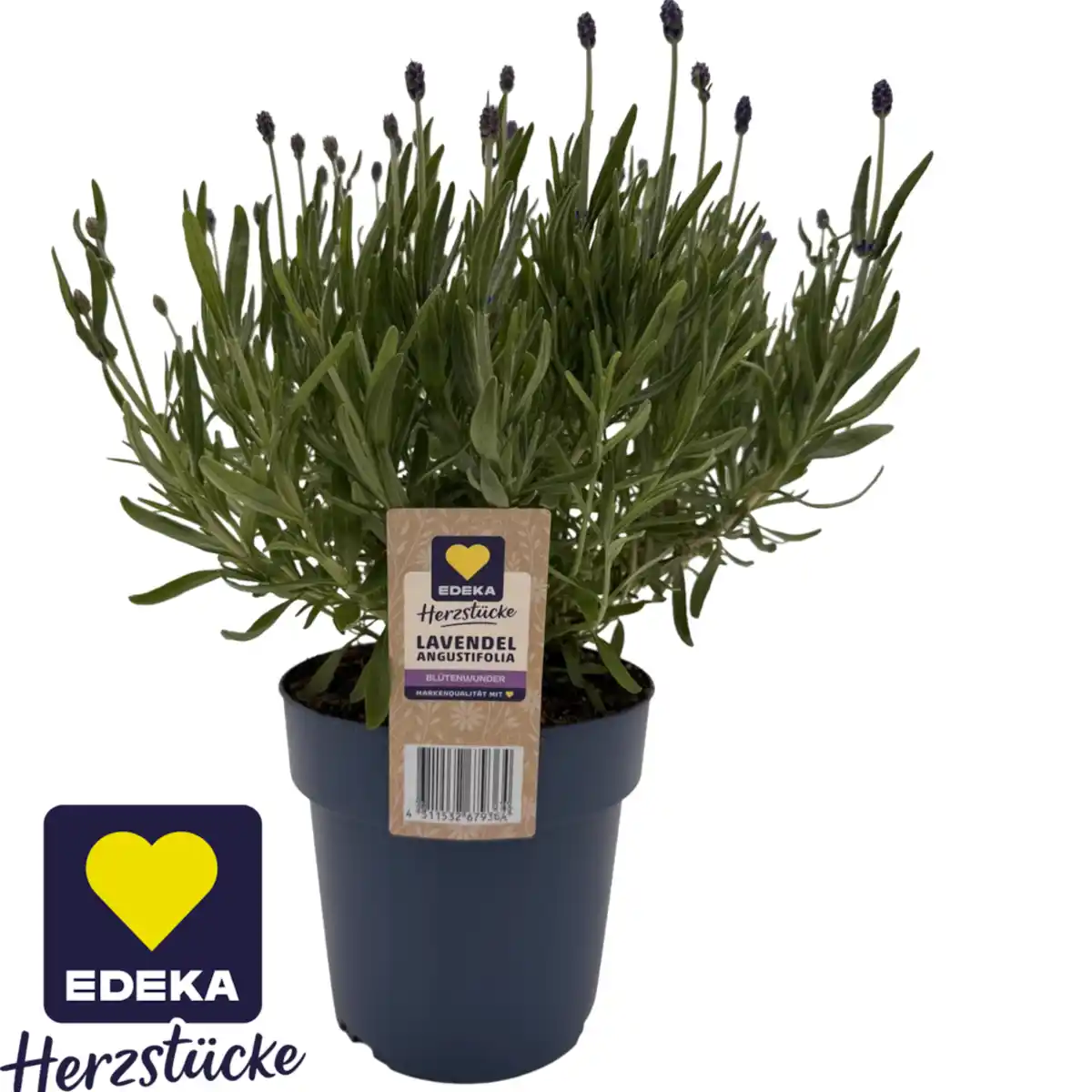 Bild 1 von Lavendel