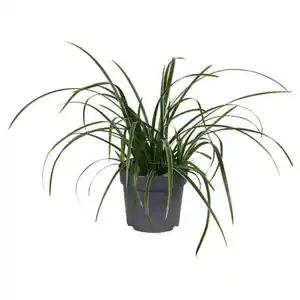GARDENLINE Carex Ice Dance