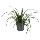 Bild 1 von GARDENLINE Carex Ice Dance