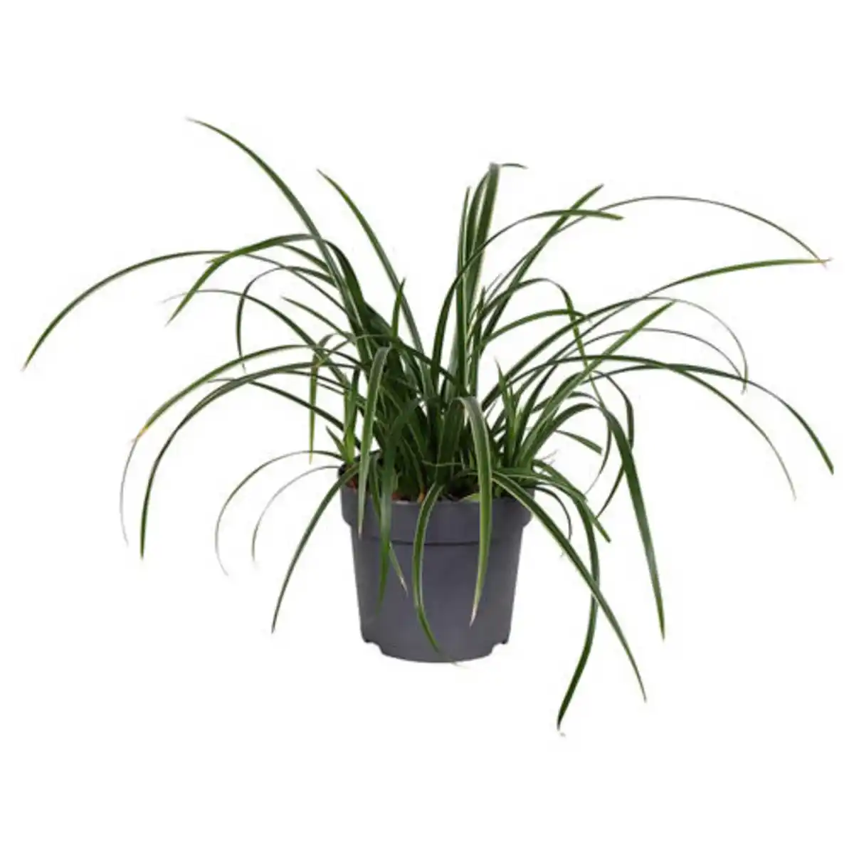 Bild 1 von GARDENLINE Carex Ice Dance