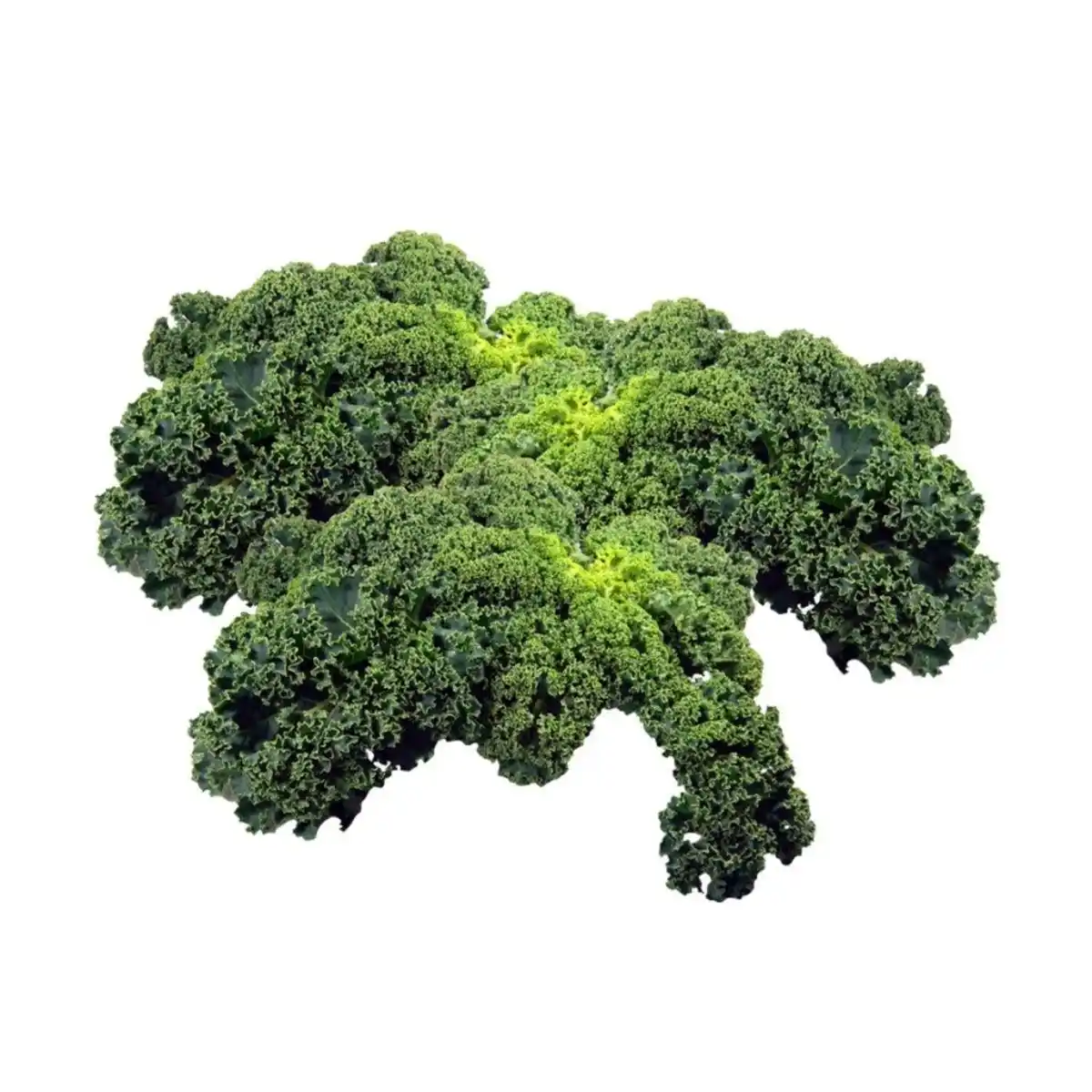 Bild 1 von Kohlgemüse"Le Jardin Gourmand" Grünkohl 6er Schale