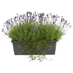 GARDENLINE Lavendel Balkonkasten XL 50 cm