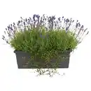 Bild 1 von GARDENLINE Lavendel Balkonkasten XL 50 cm