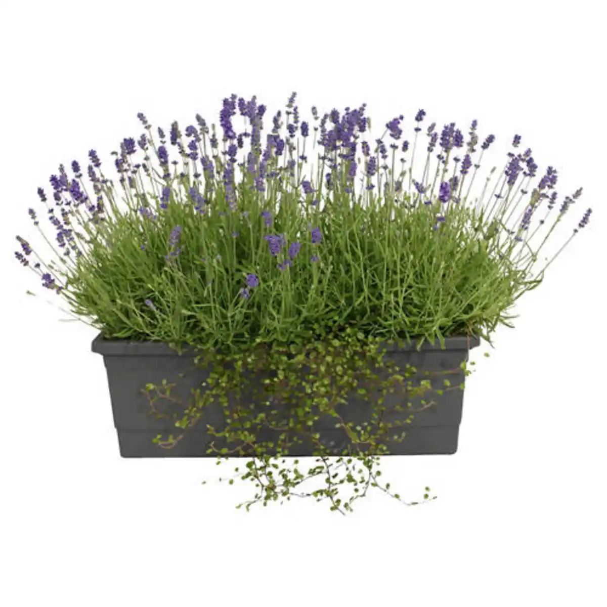 Bild 1 von GARDENLINE Lavendel Balkonkasten XL 50 cm