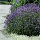 Bild 2 von Lavendel »Lavandula angustifolia«, blauviolett, winterhart