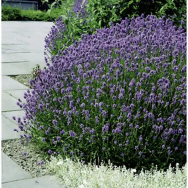 Bild 2 von Lavendel »Lavandula angustifolia«, blauviolett, winterhart