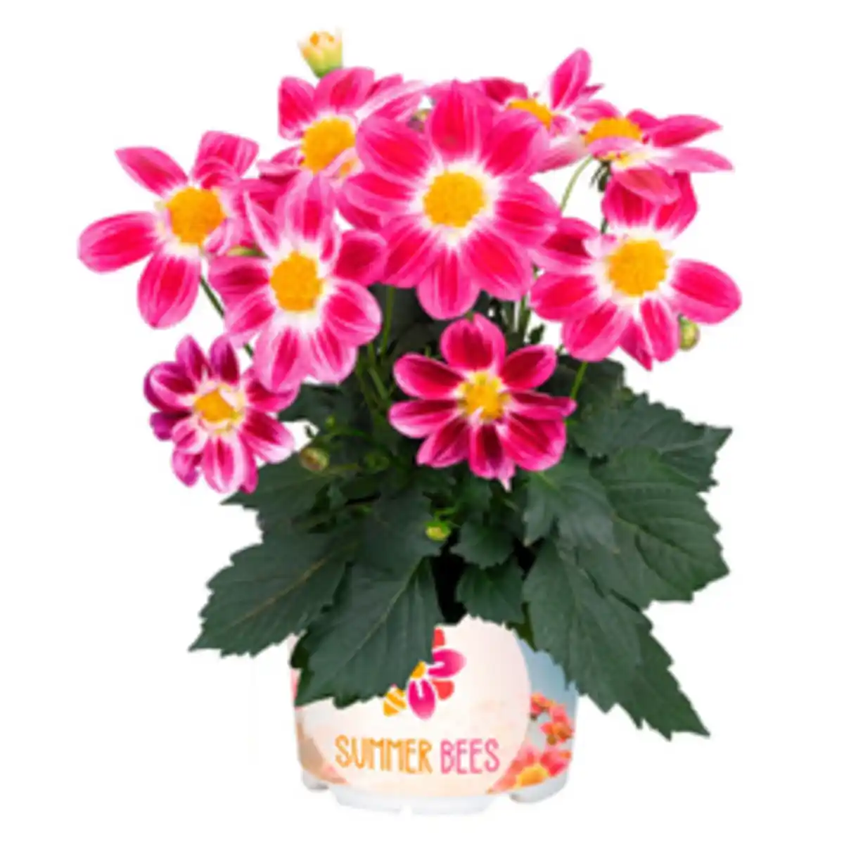 Bild 4 von Stauden »Dahlia Summer Bees«, Blütenfarbe: farbmix