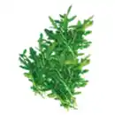 Bild 1 von GO Regio Rucola