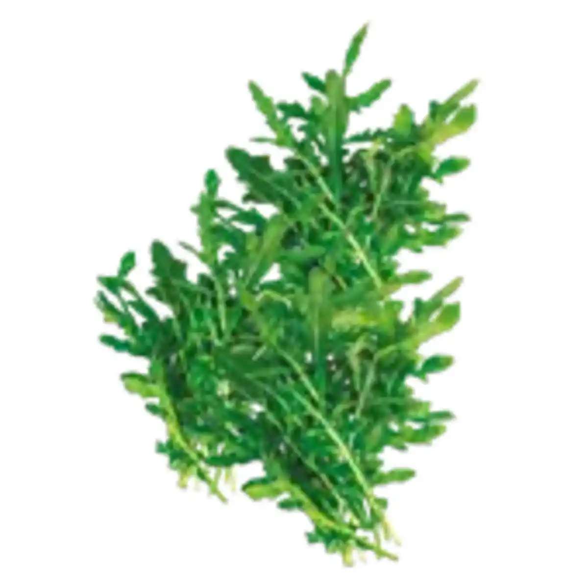 Bild 1 von GO Regio Rucola