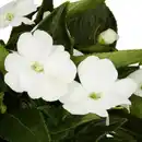 Bild 3 von Edellieschen, Impatiens Neu Guinea, Blüte: mehrfarbig