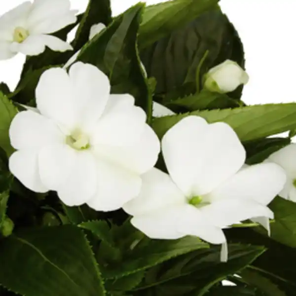 Bild 3 von Edellieschen, Impatiens Neu Guinea, Blüte: mehrfarbig