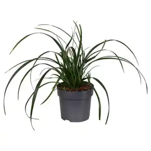 GARDENLINE Carex Irish Green