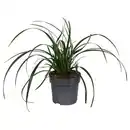 Bild 1 von GARDENLINE Carex Irish Green