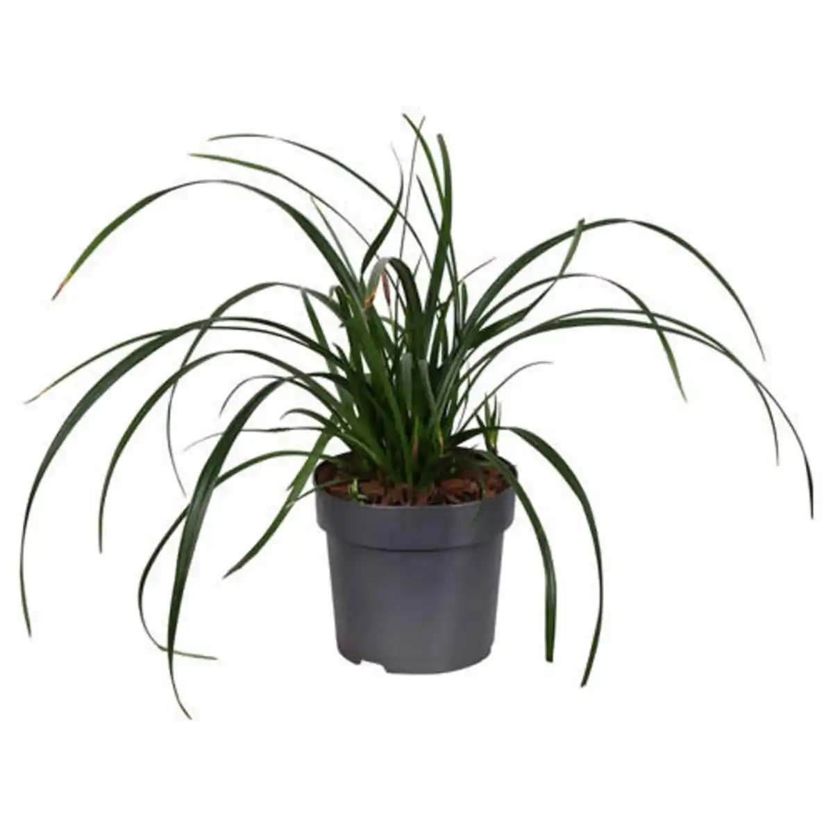 Bild 1 von GARDENLINE Carex Irish Green