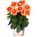 Bild 3 von Stauden »Dahlia Summer Bees«, Blütenfarbe: farbmix