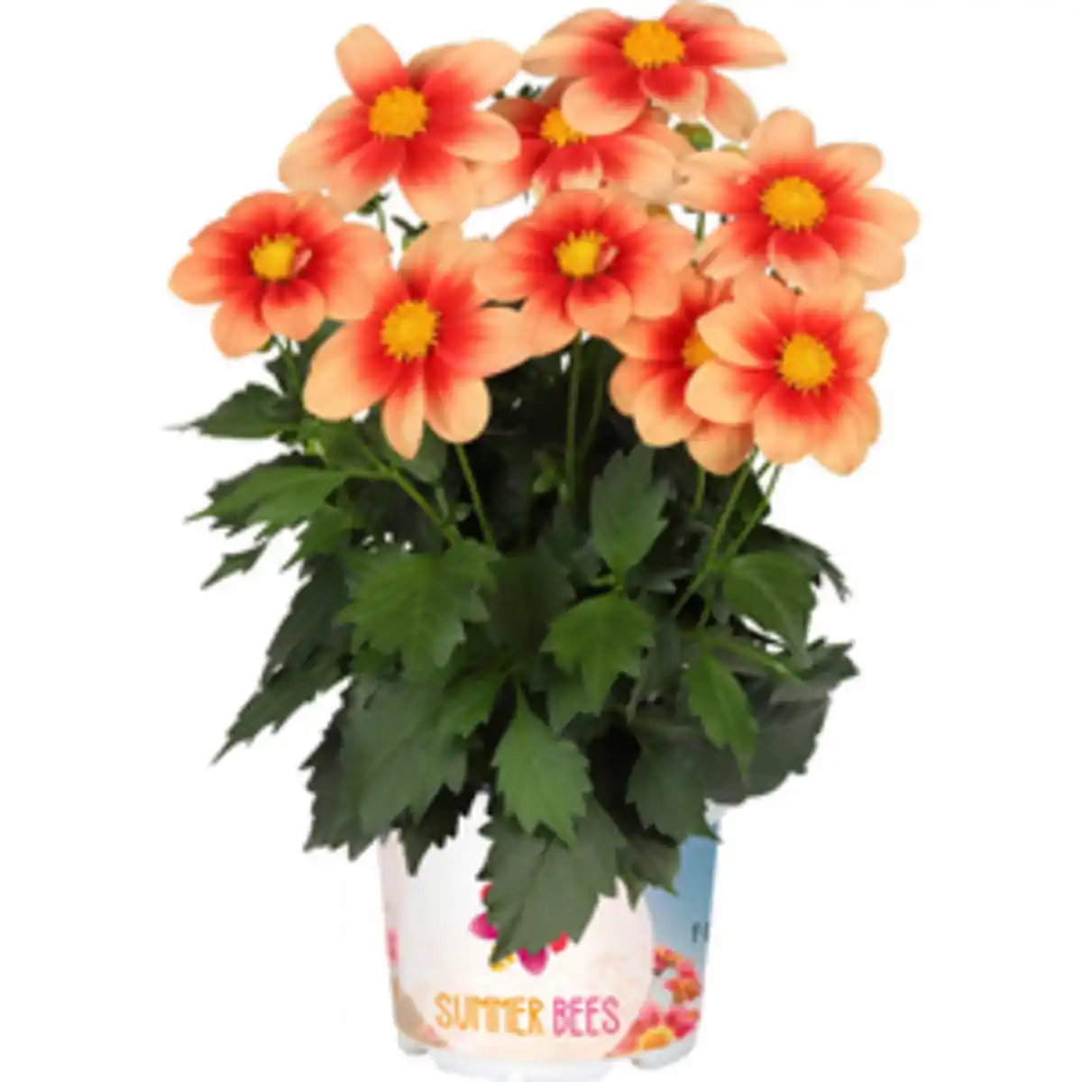 Bild 3 von Stauden »Dahlia Summer Bees«, Blütenfarbe: farbmix
