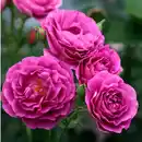 Bild 3 von Rose Rosa »Minerva«