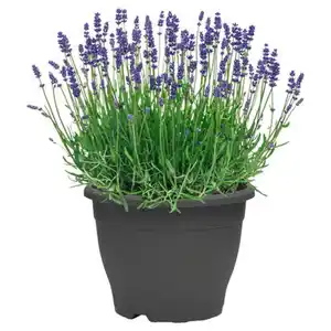 GARDENLINE Lavendel 26 cm